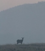 Wallow Fire in Arizona