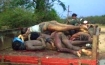 The images of the Sri Lanka Genocide are revolting.