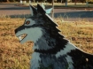 Wolf cut-outs at the Oregon State Penitentiary