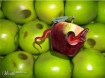 One bad apple