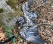 Bald Eagle killed 