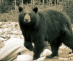 black bear