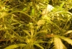 cannabis garden