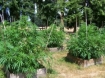 medical marijuana grow