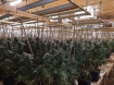 illegal marijuana cannabis grow