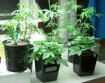 marijuana clones