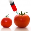 GMO tomatoes