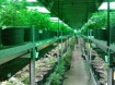 cannabis grow operation