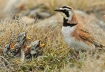 Horned lark