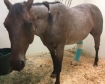 injured horse