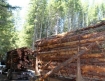 log truck fatal