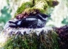 Marbled Murrelet by Thomas Hamer