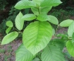 Mitragyna speciosa leaves