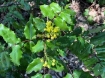 Oregon grape