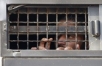 Palestinian political prisoner