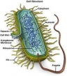 Mycoplasma the Linking Pathogen in Neurosystemic Diseases