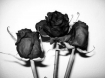 Dying roses