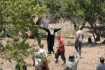 A Palestinian woman reacts as Israeli settlers from the nearby Yitzhar Jewish settlement try to set ablaze her olive tree field on June 19, 2008 in the West Bank village of Burin.(AFP)