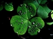 Shamrock