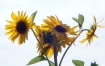 sunflowers