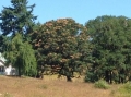 oregon white oak trees