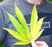 marijuana leaf