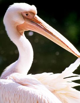 American White Pelican, ClipArt.com