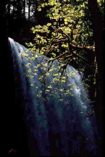 silver falls state park