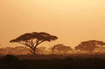 Scene in Kenya