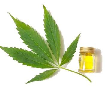 Cannabis leaf with CBD oil