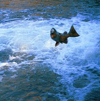 Chinook Salmon swimming