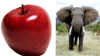 apples and elephants