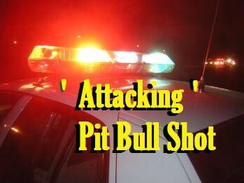 Attacking pit bull shot