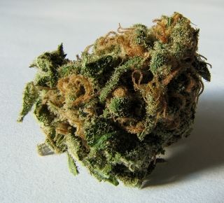 Marijuana bud