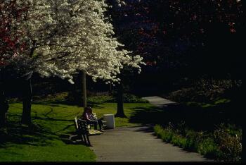 Tree planting and Pringle Park in Salem, Oregon