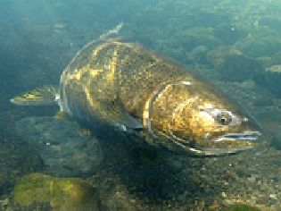 Oregon Spring Chinook 