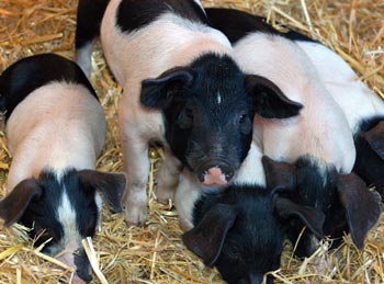 baby pigs photo