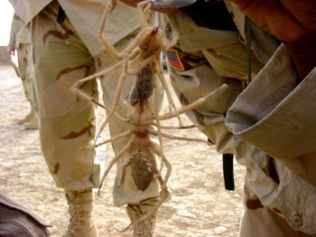 Camel spider found in a sleeping bag in Iraq