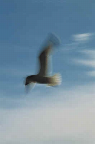 Flying seagull