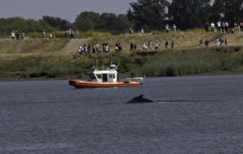 Coast Guard boat, assists marine biologists with wayward whales 52007