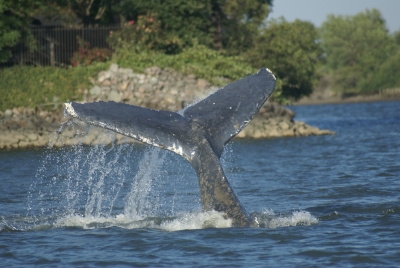 whale tail slap