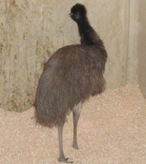 Emu Captured by Oregon State Patrol