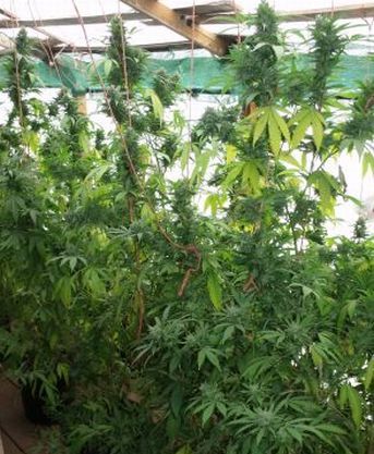 Medicinal marijuana garden