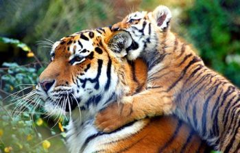 Tigers in Nepal