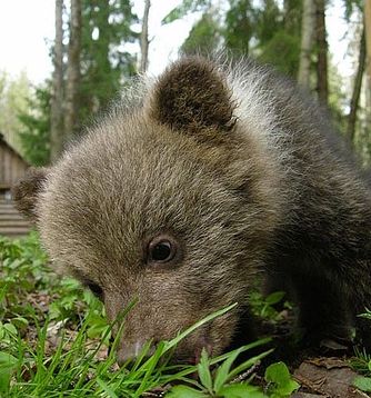 Orphaned Russian brown bear