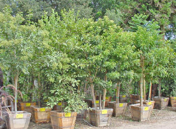 potted fruit trees