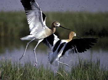 The American Avocet