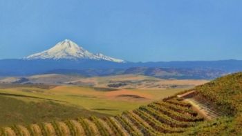 Wine vineyard and Mt. Hood by Al Hayward