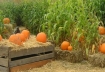 Local pumpkin patch, Fall 2005