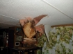 A tree crashed through this living room ceiling in Jefferson. Photo Courtesy: Jefferson Fire